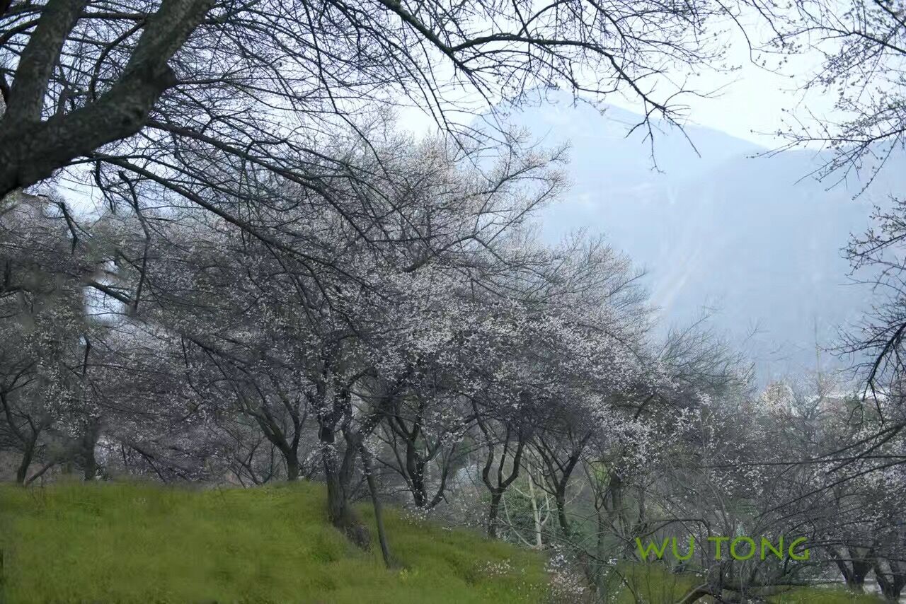 dvubb 按此在新窗口浏览图片